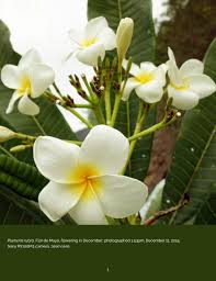 Image result for Plumeria rubra