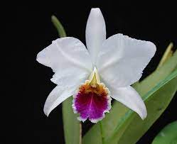 Cattleya Percivaliana Semi Alba Carache Orchid Photography Cattleya Orchid Photo