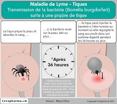 La maladie de lyme est une maladie infectieuse due à une bactérie (borrelia) transmise par l'intermédiaire d'une piqûre de tique. Maladie De Lyme Borreliose Creapharma