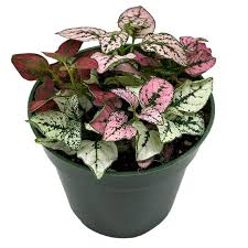 Image result for Hypoestes