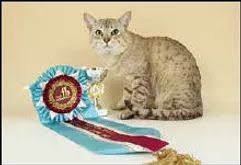 Truda straede (nintu cattery) who developed this breed from. About Australian Mists