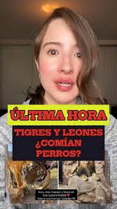 🚨 Última Hora ⚠️ Leones y tigres de Pachuca que fueron incautados sufren  de inflamación estomacal., #Hidalgo #Pachuca #ÚltimaHora #Leones #Tigres  #Procuraduría