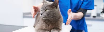 Animal emergency clinic tampa, fl 33601. Cat Friendly Vet Practice In Shirley Brook House Veterinary Centre