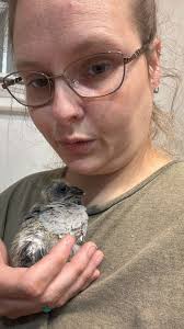 Hi everyone! I have this Pheobe nesting in the shed. Two babies have  hatched and I think they are about 3 days old. There are still 3 other eggs  in the nest