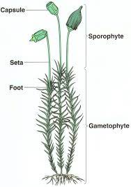 Moss Diagram Biology Biology Plants Evolution Of Plants Plant Science