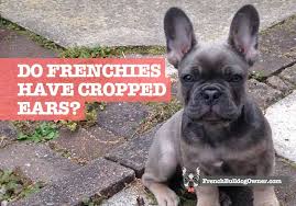Marika writing to you here on my guests article about ivdd. French Bulldog Cropped Ears Clipped Docked Ears Law Pain