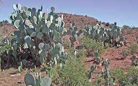 The tool works with standard single letter nucleotide or protein codes including ambiguities and can match prosite patterns in protein sequences. The Amazing Cactus Pear