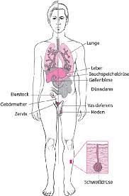 Aus wikipedia, der freien enzyklopädie. Mukoviszidose Zystische Fibrose Cf Gesundheitsprobleme Von Kindern Msd Manual Ausgabe Fur Patienten