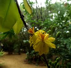 Image result for Ochna kirkii