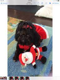 Dear Santa Shih Tzu Shih Tzu Puppy Shih Tzus