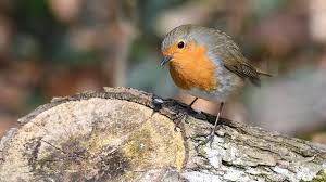 Wer einen naturnahen garten anlegen möchte, sollte es auch den heimischen tieren so angenehm wie möglich gestalten. Unsere Gartenvogel Alle Vogel Sind Schon Da Und Bei Uns Zu Sehen Br Wissen