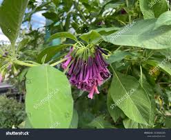 Image result for Iochroma cyaneum