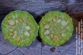 Image result for Maclura africana