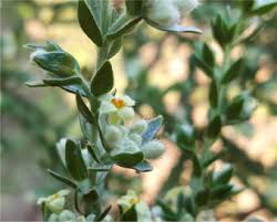 Image result for Thymelaeaceae