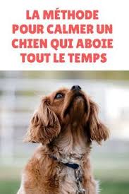 Votre Chien Ne Cesse Pas D Aboyer Decouvrez La Methode Pour Calmer Un Chien Qui Aboie Tout Le Temps Finissez En Avec Aboiement Chien Chien Dresser Un Chien