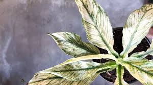 Maybe you would like to learn more about one of these? Variegated Peace Lily Varieties For Beginners Youtube