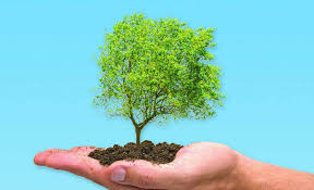 El día del árbol se celebra en colombia el 29 de abril. Frases Del Dia Del Arbol