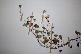 Image result for Cineraria saxifraga