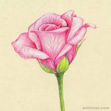David hockney me draw on ipad pop art newly custom framed art office desk. 45 Beautiful Flower Drawings And Realistic Color Pencil Drawings