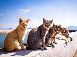 Animal bodies with cat faces: Animal Bands That Look Like They Are About To Drop The Hottest Albums Ever