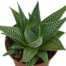 Image result for Habenaria attenuata