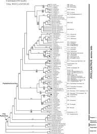 Image result for Phyllanthus hutchinsonianus