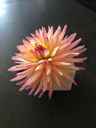 Pin On Flowery