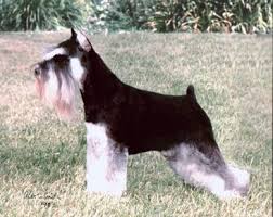 Black And Silver Miniature Schnauzer Miniature Schnauzer Color Black And Silver Salt And Pepper Solid Black Height Miniature Schnauzer Puppies Miniature Schnauzer Miniature Schnauzer Black