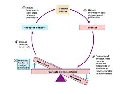 Homeostasis Positive Negative Feedback Mechanisms