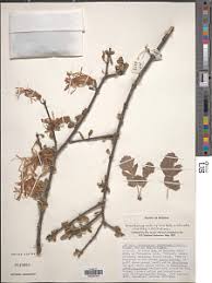 Image result for Helixanthera schizocalyx