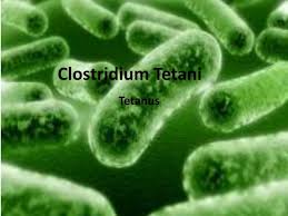 Clostridium tetani is an obligate anaerobic bacillus, which is gram positive if processed immediately but which may stain inconsistently from tissue samples. Ppt Clostridium Tetani Powerpoint Presentation Free Download Id 1879314