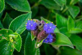 Image result for Cyanotis caespitosa