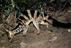 Secara umum, atap menunjukkan apa yang terlihat dari luar tetapi ini tidak sesuai dengan bagian dalam. 13 Jenis Musang Paling Populer Untuk Dipelihara Beserta Harga Terbaru Hobinatang