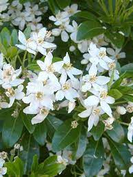 Oderings Garden Centres Shrub Choisya Ternata Shrubs Plants Cool Plants