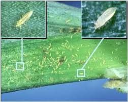 Image result for Onion Thrips