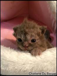 Bonheur Femelle Selkirk Rex Heterozygote Chocolat Smoke Cute Baby Cats Cute Cats Cute Cats And Kittens
