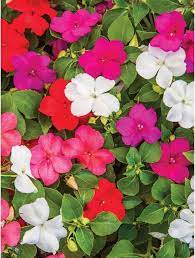 Impatiens are favorite among the gardeners and are widely grown in house gardens as bedding plants or in a container or window box. Growing Impatiens From Seed Burpee