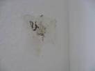Schimmelbefall an wanden