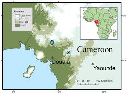 Image result for Brachystephanus