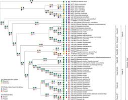 Image result for Casearia gladiiformis