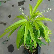 Maybe you would like to learn more about one of these? Bibit Tanaman Hias Zodia Pengusir Nyamuk Pohon Bunga Zodia Shopee Indonesia