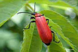 Während die eltern recht genügsam an den lilien knabbern, fallen die larven regelrecht über das zwiebelgewächs her. Kleine Rote Kafer Im Garten Was Hat Es Damit Auf Sich