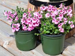 Image result for Diascia