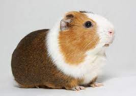 How Easy Is It To Look After A Guinea Pig Pets4homes
