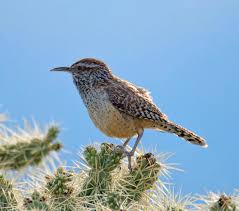 Bird Watching Cactus Wren Bird Bird Photo