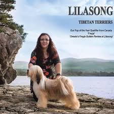 Many tibetan terrier puppies are born in these puppy mills. Tibetan Terrier World Congress 2017 Uk Home Facebook