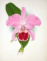 Cattleya Botanical Drawing Google Search Orchid Drawing Flower Art Botanical Flowers