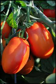 Filet De Saint Pierre Courgettes Et Tomates Aux Anchois
