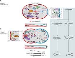 This plasmid is available through addgene. Pdf Regulation Of Cdc42 And Its Effectors In Epithelial Morphogenesis Semantic Scholar