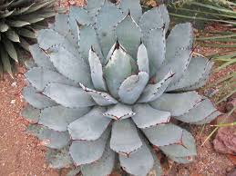 Image result for Vigna pygmaea